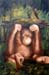 orang-oetang